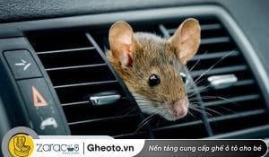 cach-chong-chuot-chui-vao-oto-hieu-qua