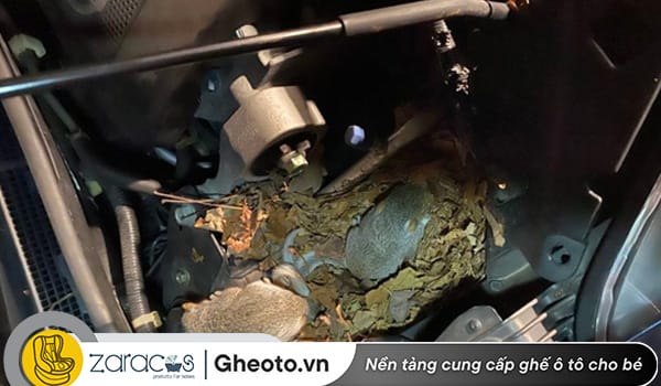 xac-dinh-vi-tri-chuot-chui-vao-xe