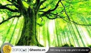 menh-moc-sinh-nam-nao