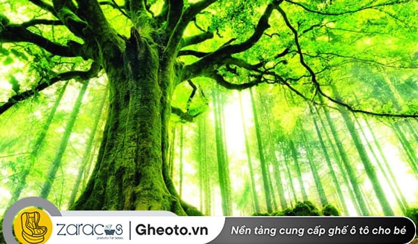 menh-moc-sinh-nam-nao