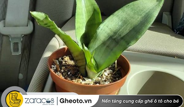 cay-phong-thuy-tren-oto