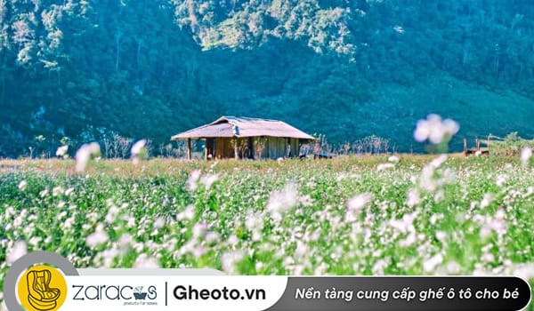 moc-chau-son-la-du-lich-2-ngay-1-dem-1